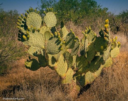 prickly Pear cactus to southern Arizona Picture