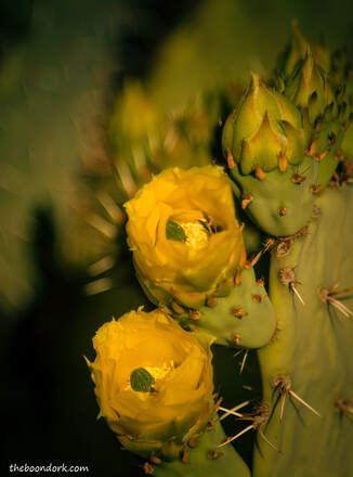 prickly Pear Cactus blossom Picture