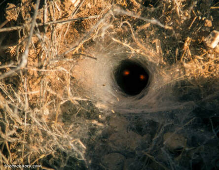 spider nest Tucson Arizona Picture