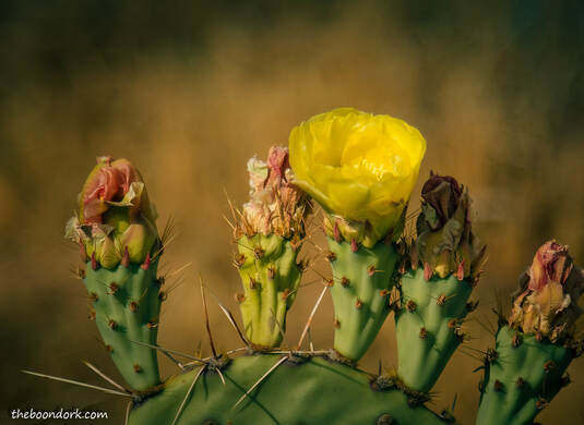 prickly Pear cactus blossom Picture