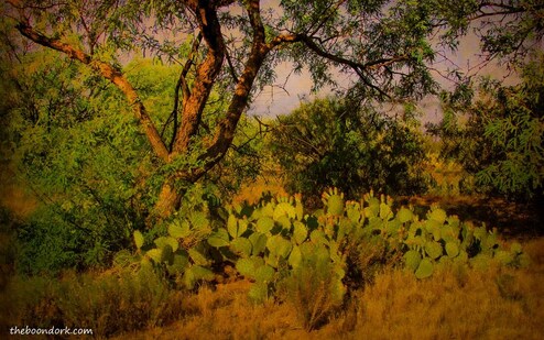 Tucson Arizona desert Picture