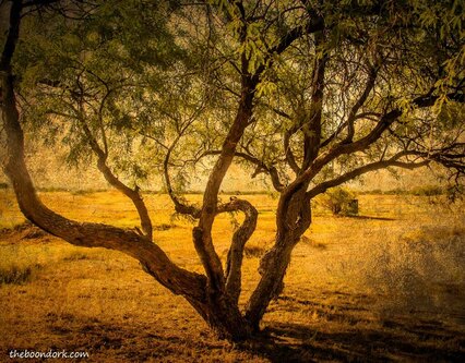 desert tree Picture