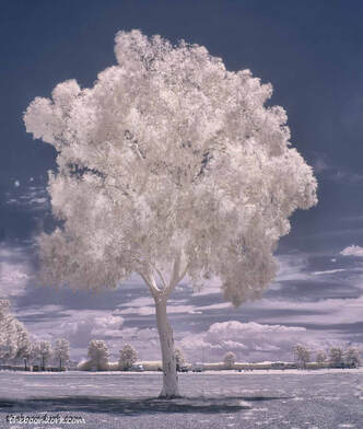 infrared tree Tucson Arizona Picture