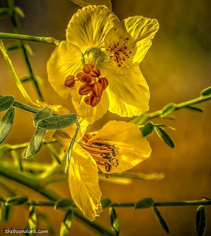 yellow flowers Tucson Arizona Picture