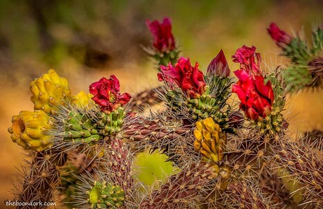 colorful cactus Tucson Arizona Picture