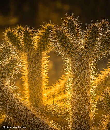 Cactus Tucson Arizona Picture