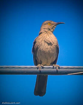 Bird on a wire Picture