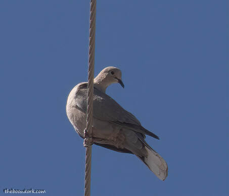 Tucson Arizona bird Picture
