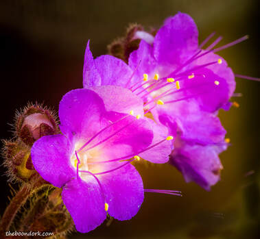 purple desert wildflower Picture