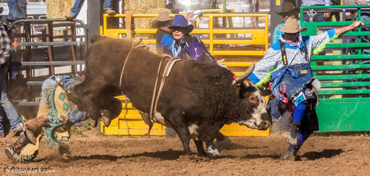 rodeo bull fighters Tucson Arizona