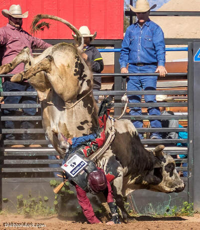 bull riding Arizona high school rodeo Association