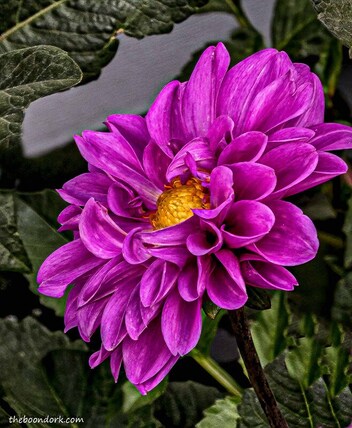 Purple flower Denver Colorado  Picture