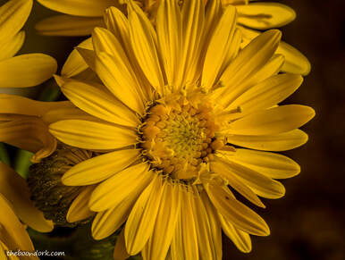 yellow desert wildflower Quartzsite Arizona Picture