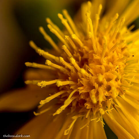 yellow desert wildflower Picture