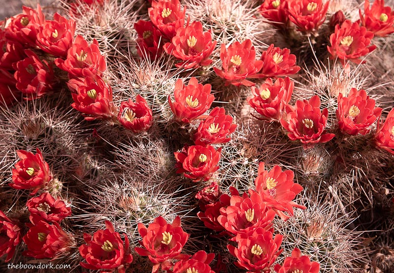 Flowering cactus New Mexico