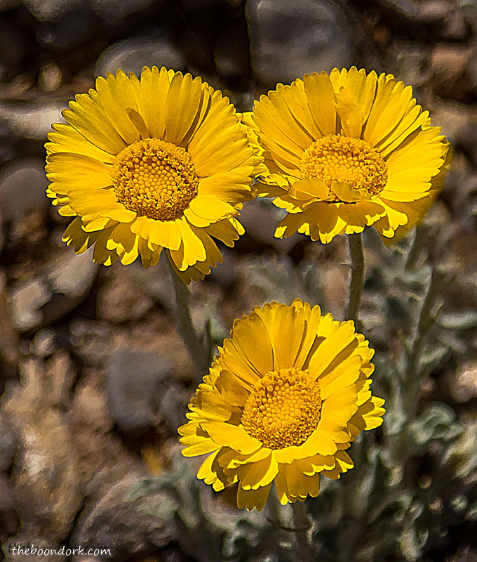 Some yellow wildflowers I found in my travels today.