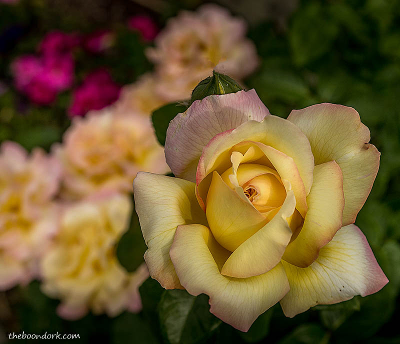 Denver Colorado yellow rose