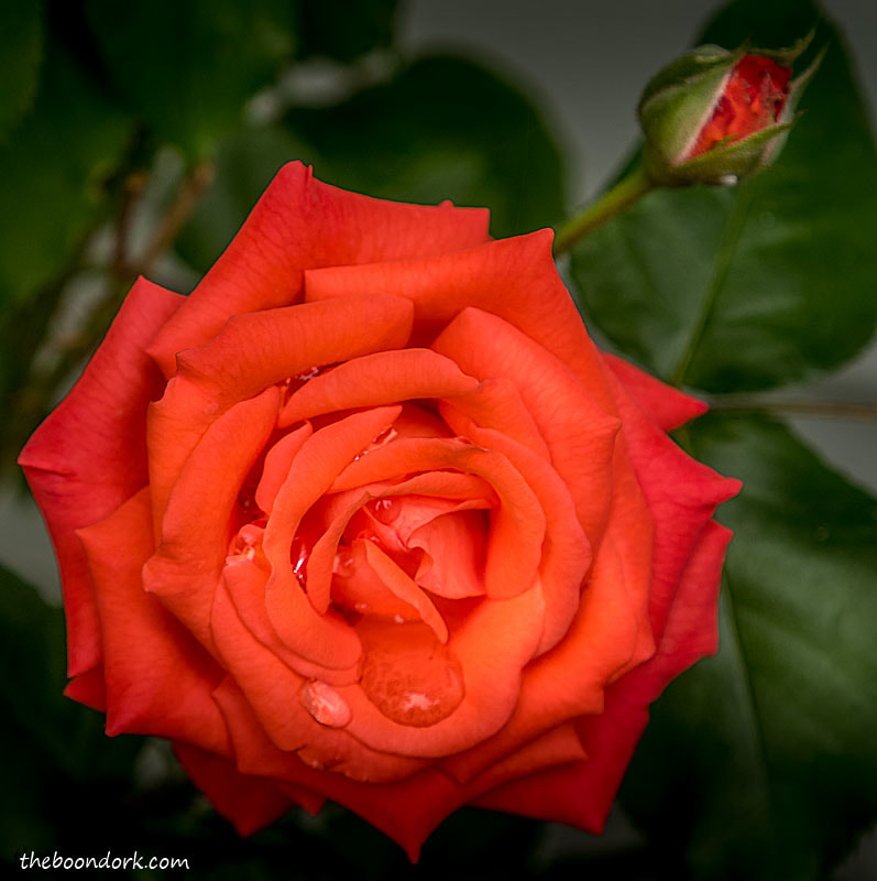 Denver Colorado rose