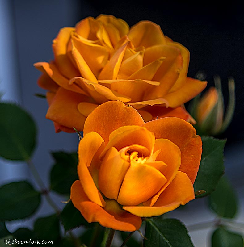 Golden Rose Denver