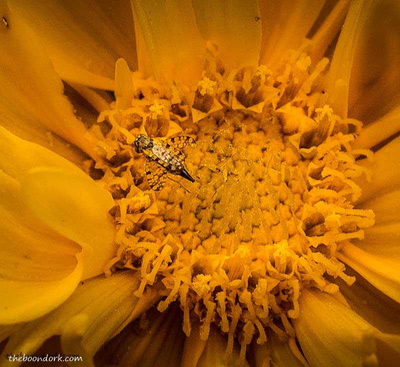 Camouflaged fly on a flower bloom