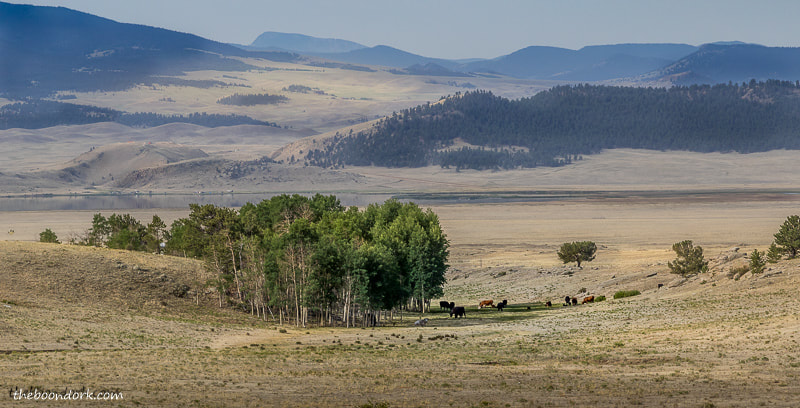 Colorado cattle in the draw