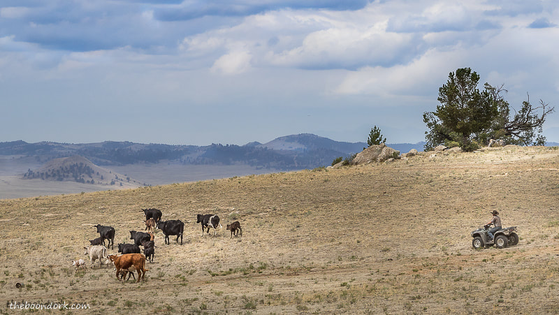 Herding Colorado cattle
