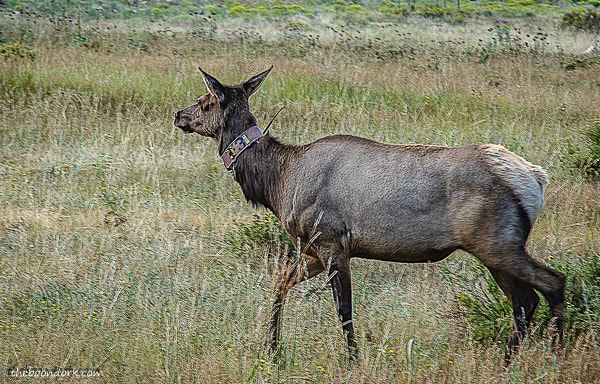 Elk with the radio collar 