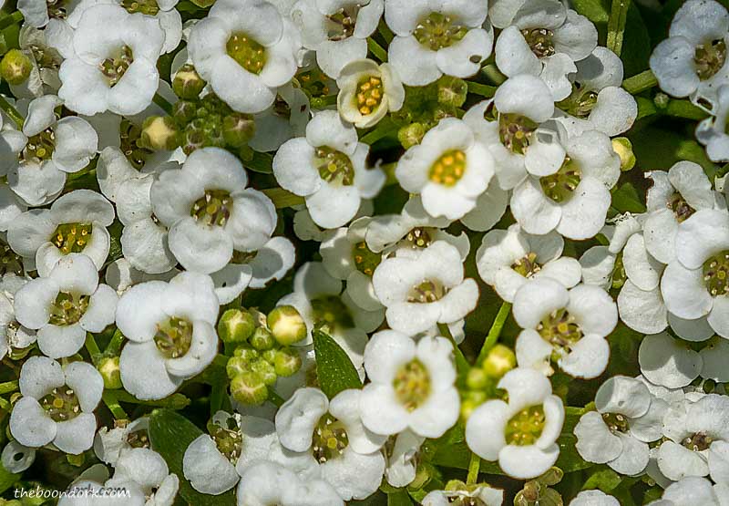 Tiny white Colorado flowers