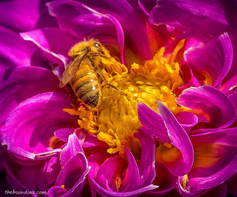 Honeybee and a flower