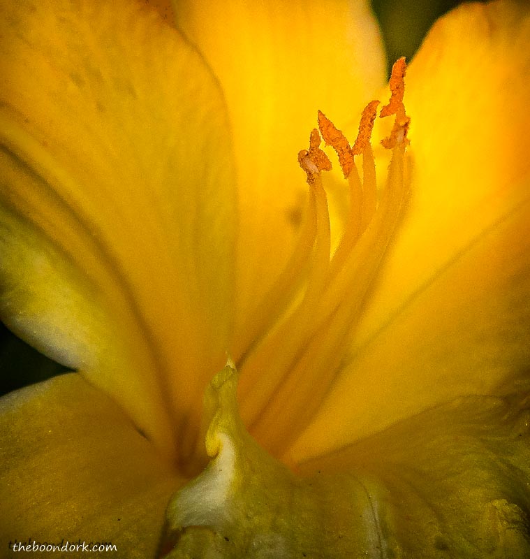 Yellow flower in Denver