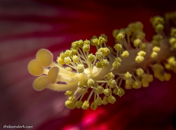 Close-up of a Hibiscus flower