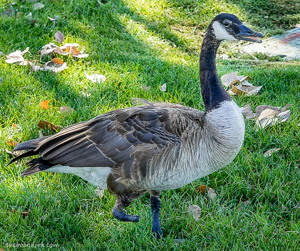 One legged goose Denver Colorado