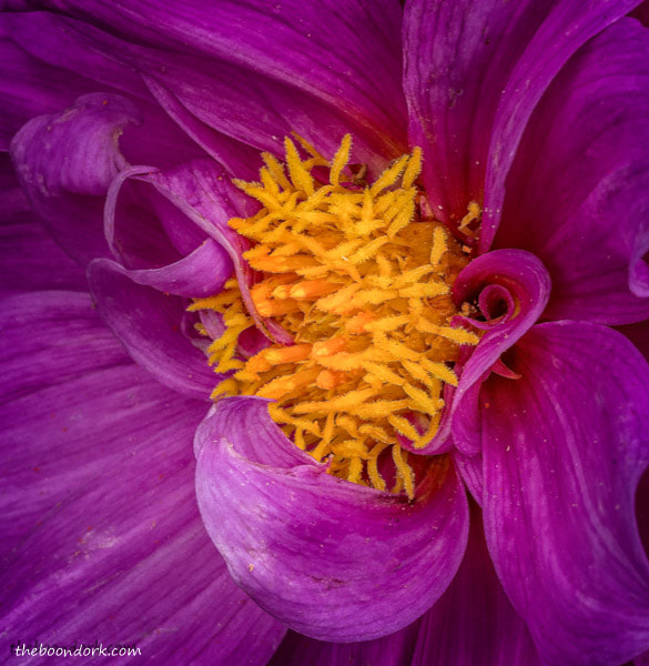 Purple flower Denver