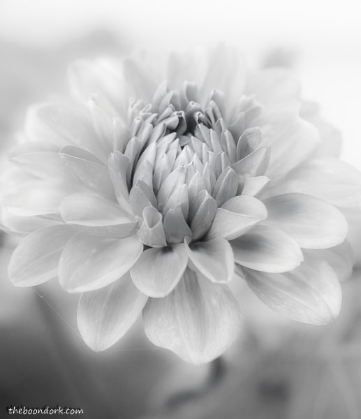 Black and white Flower picture
