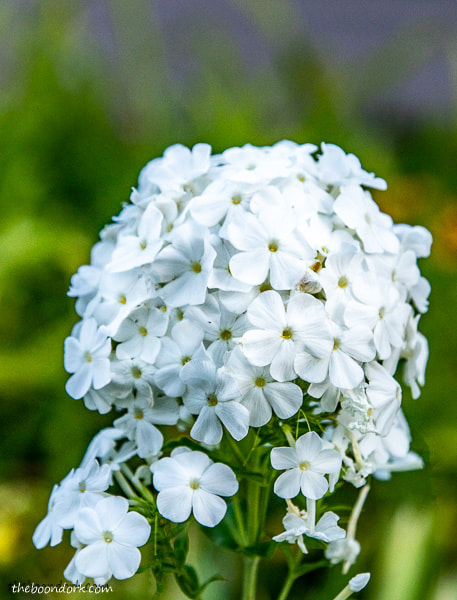 white Flowers Denver Colorado
