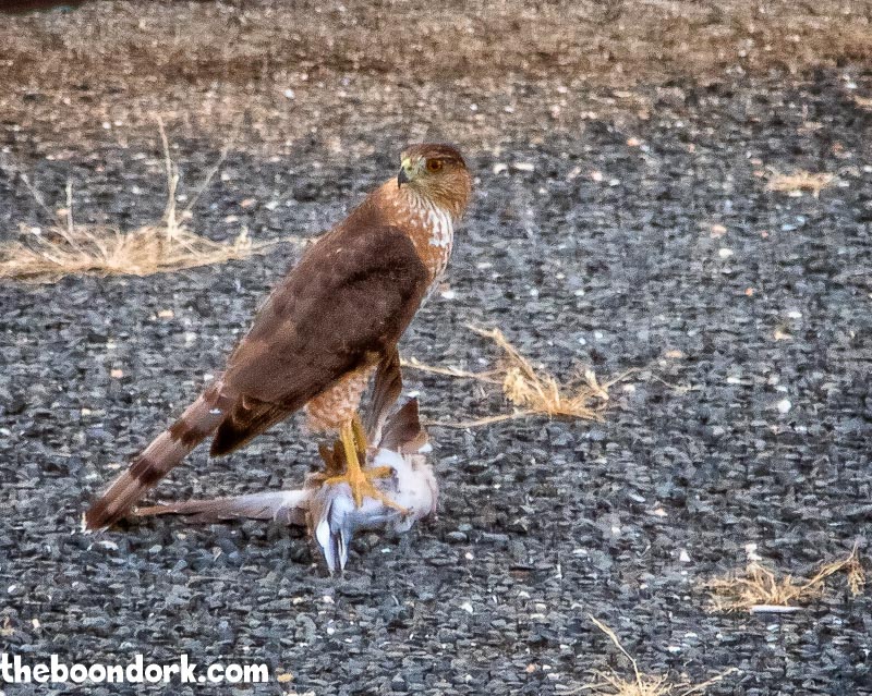 Hawk killing a dove