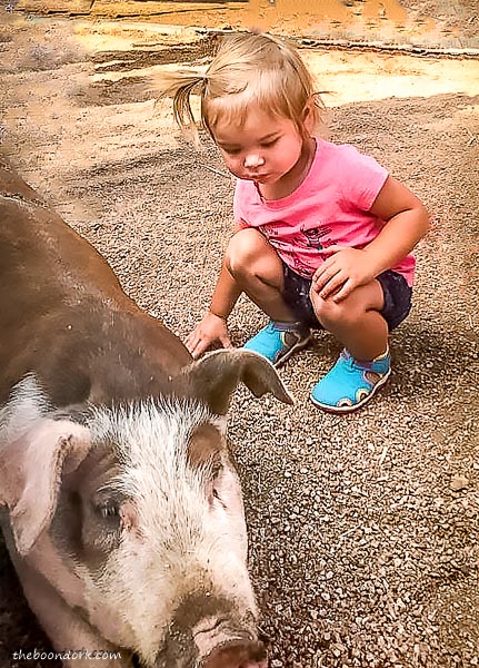 Granddaughter with pig