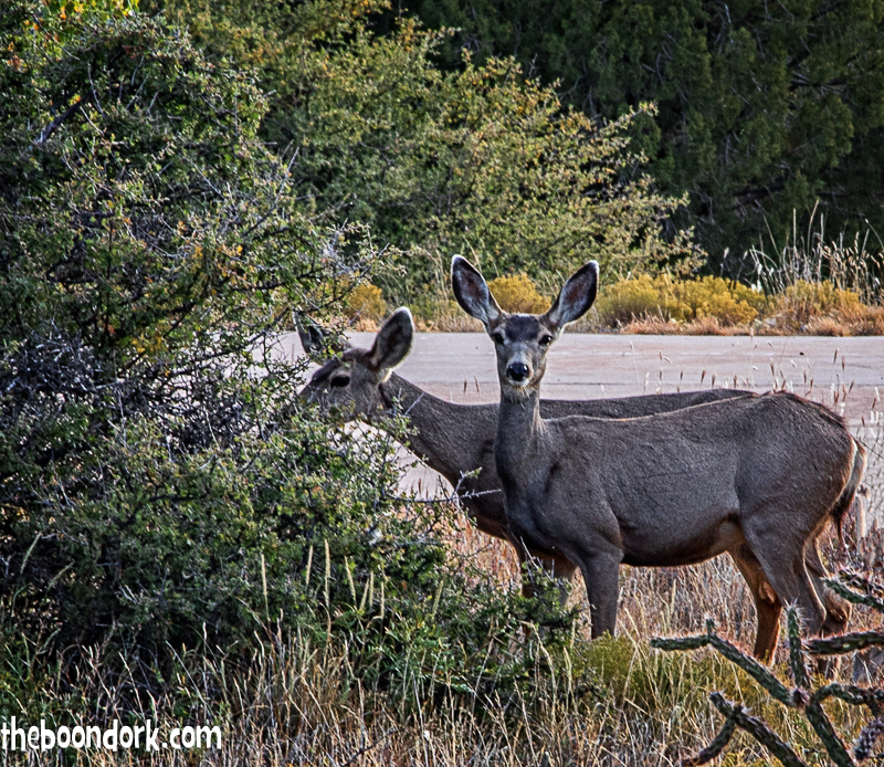 Deer at Sumner Lake state Park New Mexico
