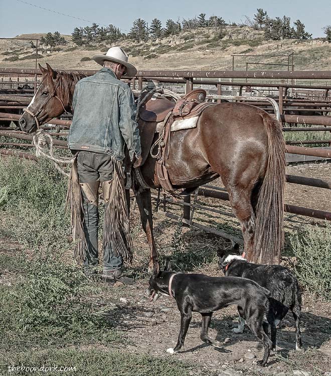 Montana cowboy with working dogs