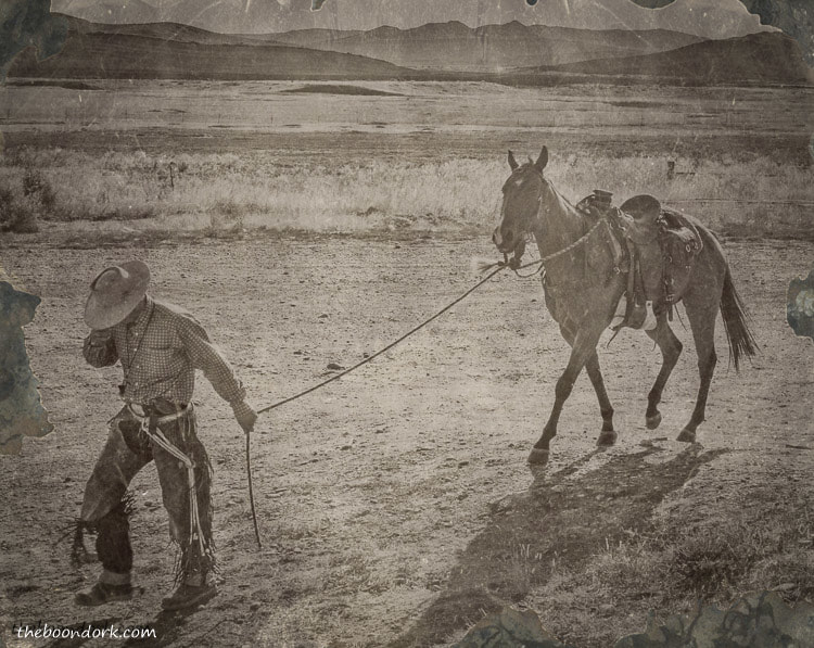 Montana cowboy and horse