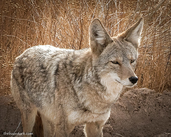 The friendly coyote