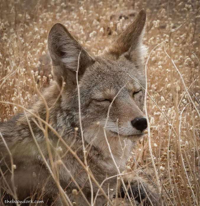 Relaxing coyote