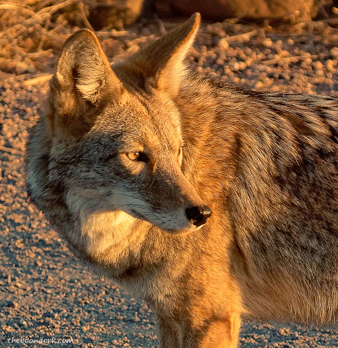 Coyote at sunset