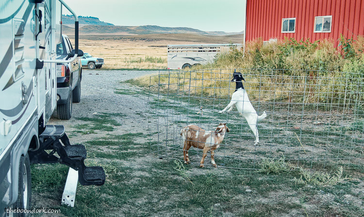 Montana goats boondocking