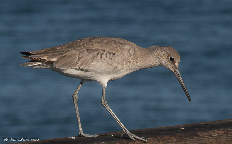Padre island Texas wading bird