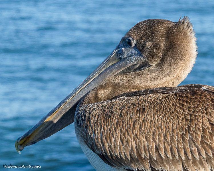 Gulf coast Pelican