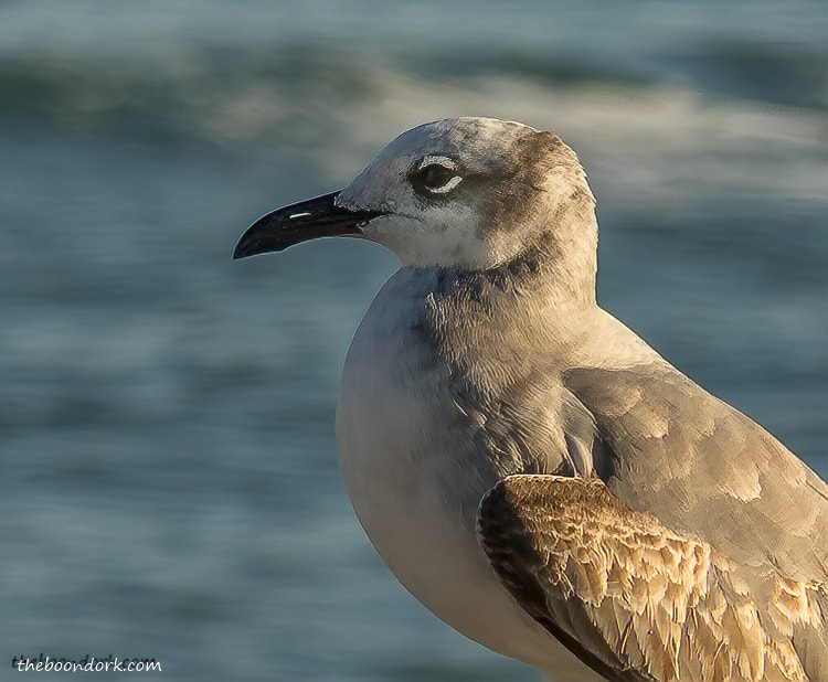 Padre island Texas seagull