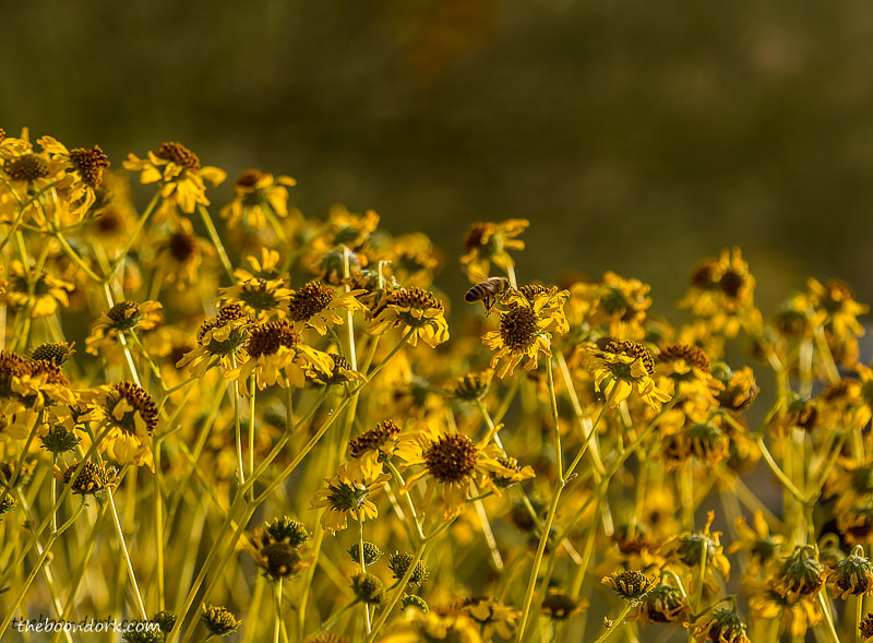 Yellow Desert flowers