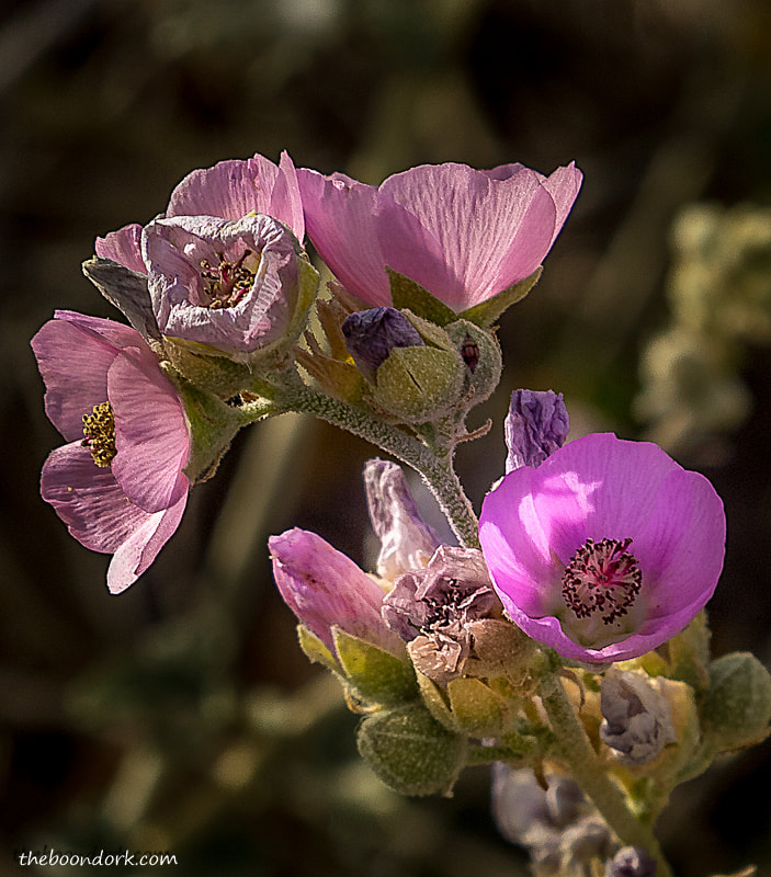 Purple desert flowers
