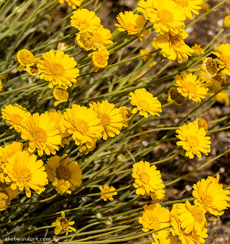 Yellow wildflowers Picacho peak state Park Arizona